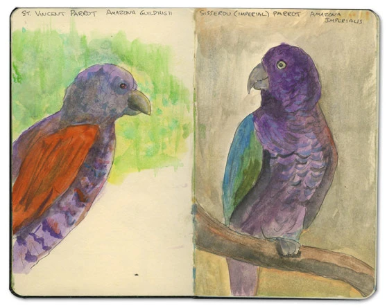 Parrots of St Lucia Sketch