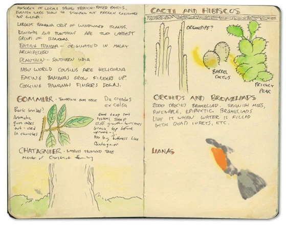 Cactus in St Lucia Sketch