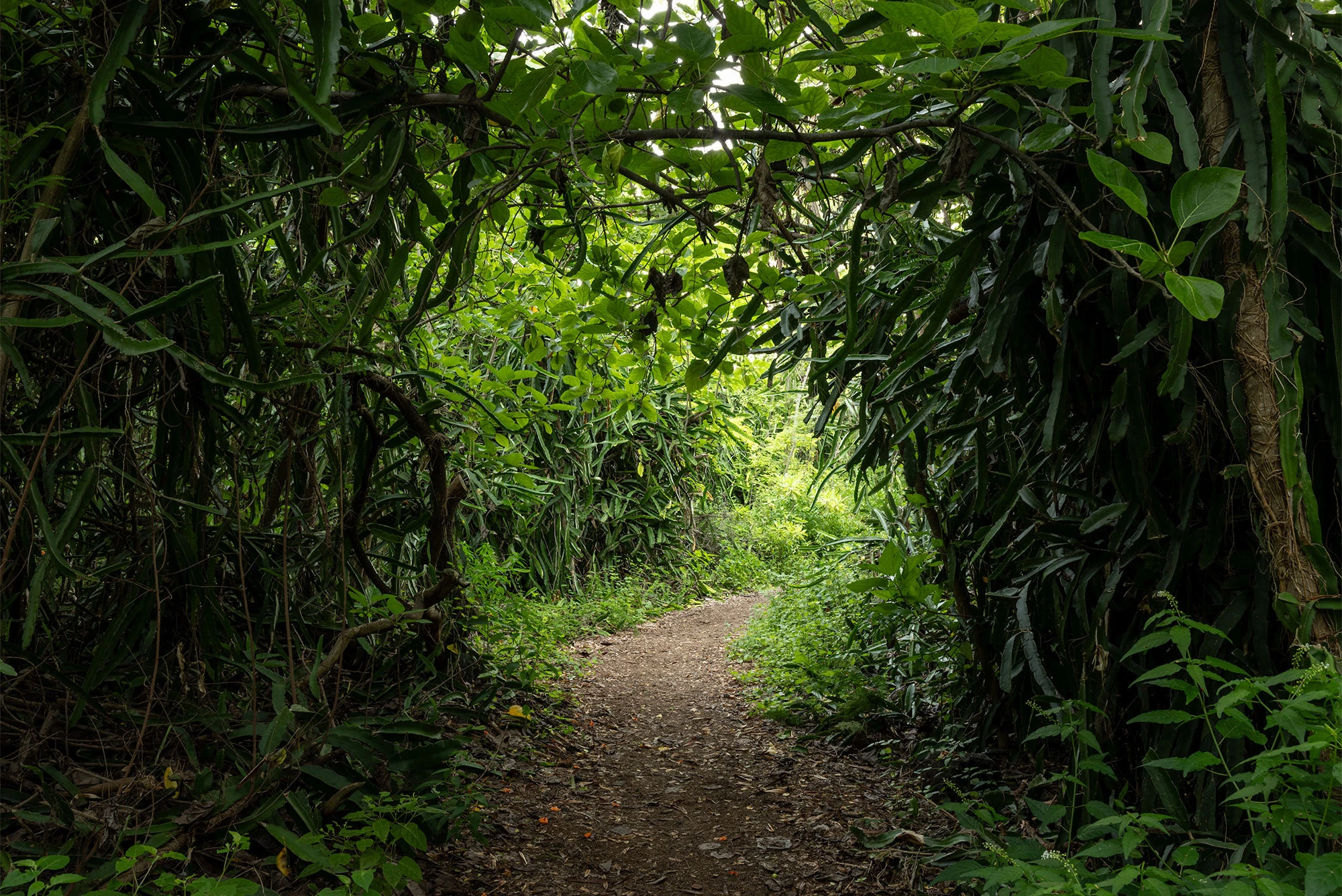 A shaded forest path leads toward the ocean at Manini Beach on Hawaii's Big Island. Sunlight filters through overhanging branches, dappled across the dirt trail lined with lava rocks, roots, and native coastal vegetation.