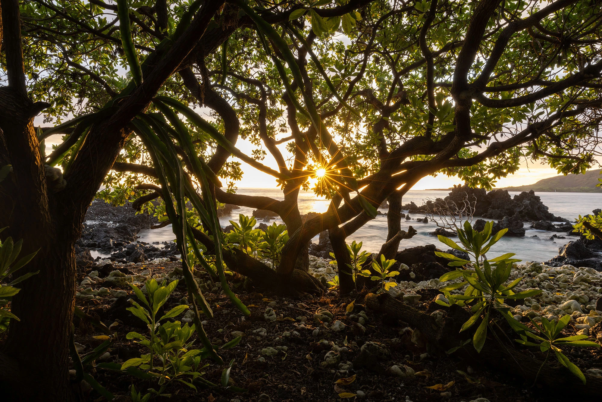 The forested edge of Manini Beach opens onto lava rock and sand, framing a clear view across Kealakekua Bay to the white obelisk that marks the site where Captain Cook was killed. The calm water reflects sky and history in equal measure.