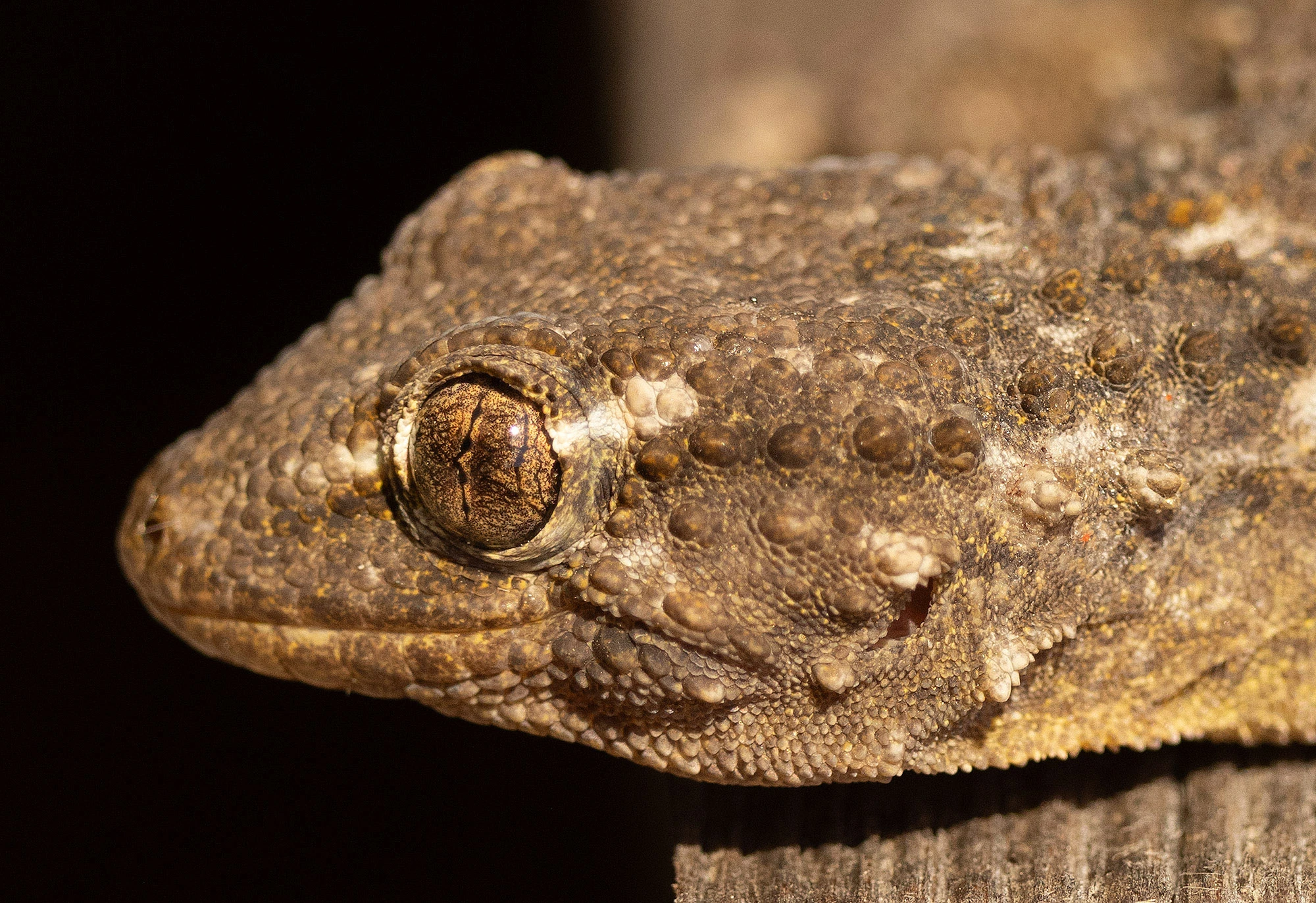 Close-up of a Moorish Gecko at Salina Nature Reserve in Malta, its textured scales and golden eye adapted for the hot stone walls where it hunts at night.