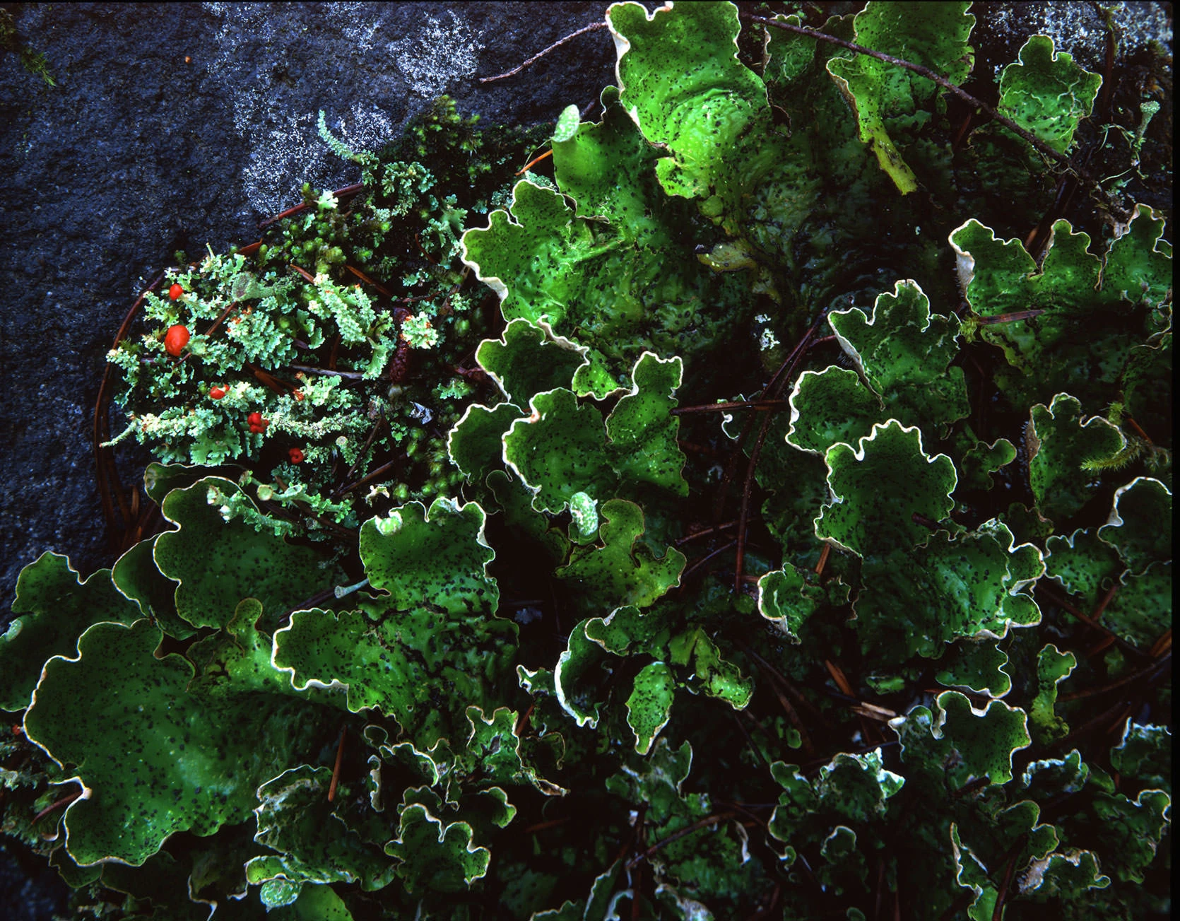 Bright green lichens with ruffled white-edged lobes alongside mosses dotted with tiny red fruiting bodies on Mount Hood rock