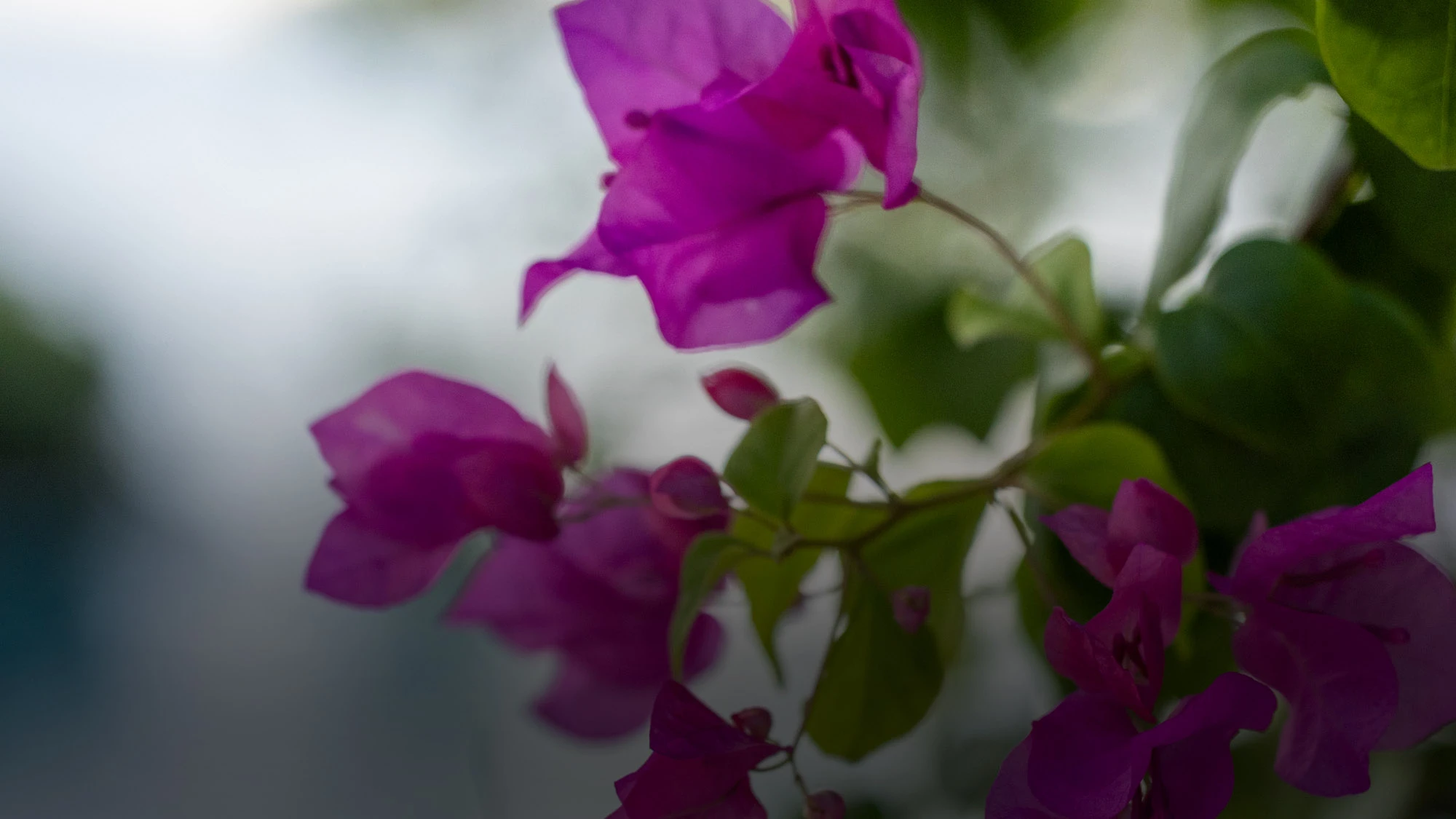 Narrow dusk alley in Rovinj, Croatia—warm stone walls, glowing windows and lantern light, polished cobbles tapering toward the sea—an invitation to wander and discover Europe.