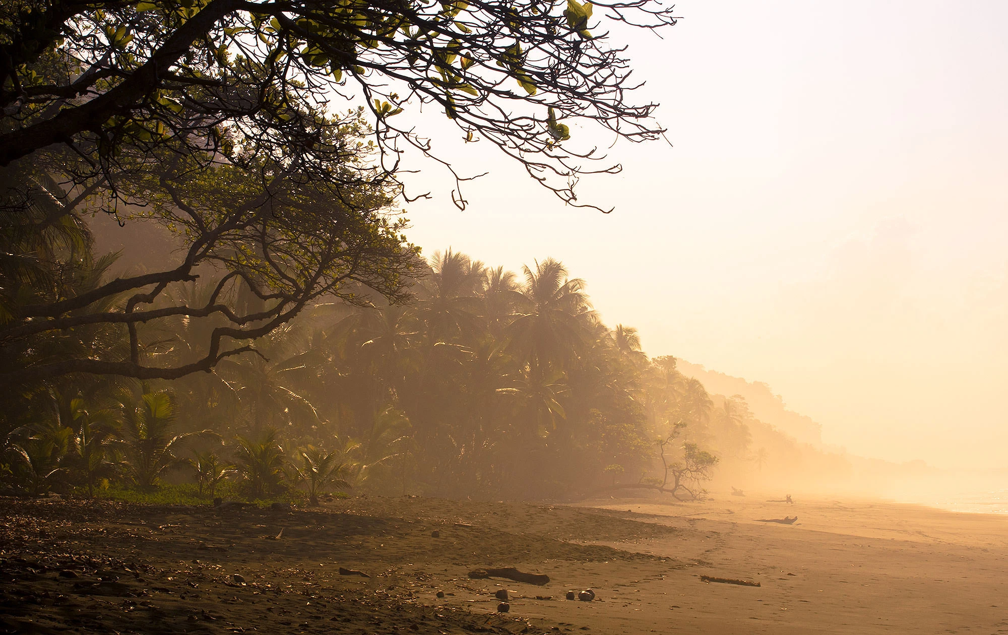 Wild Pacific beach backed by rainforest on Costa Rica's Osa Peninsula