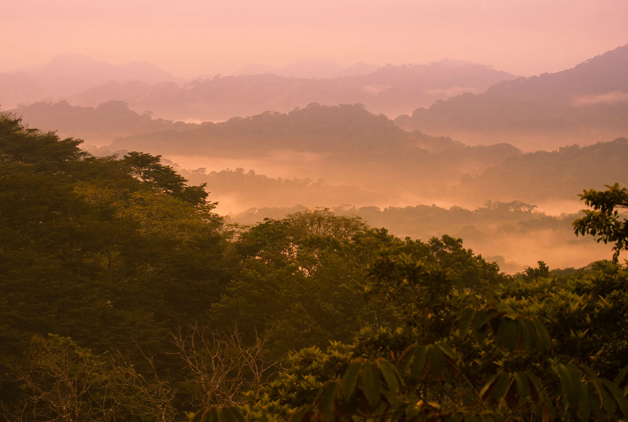 View from the Panama Rainforest canopy tower in Soberanía National Park, where mist rises through green jungle layers and the Panama Canal glimmers beyond the treetops.