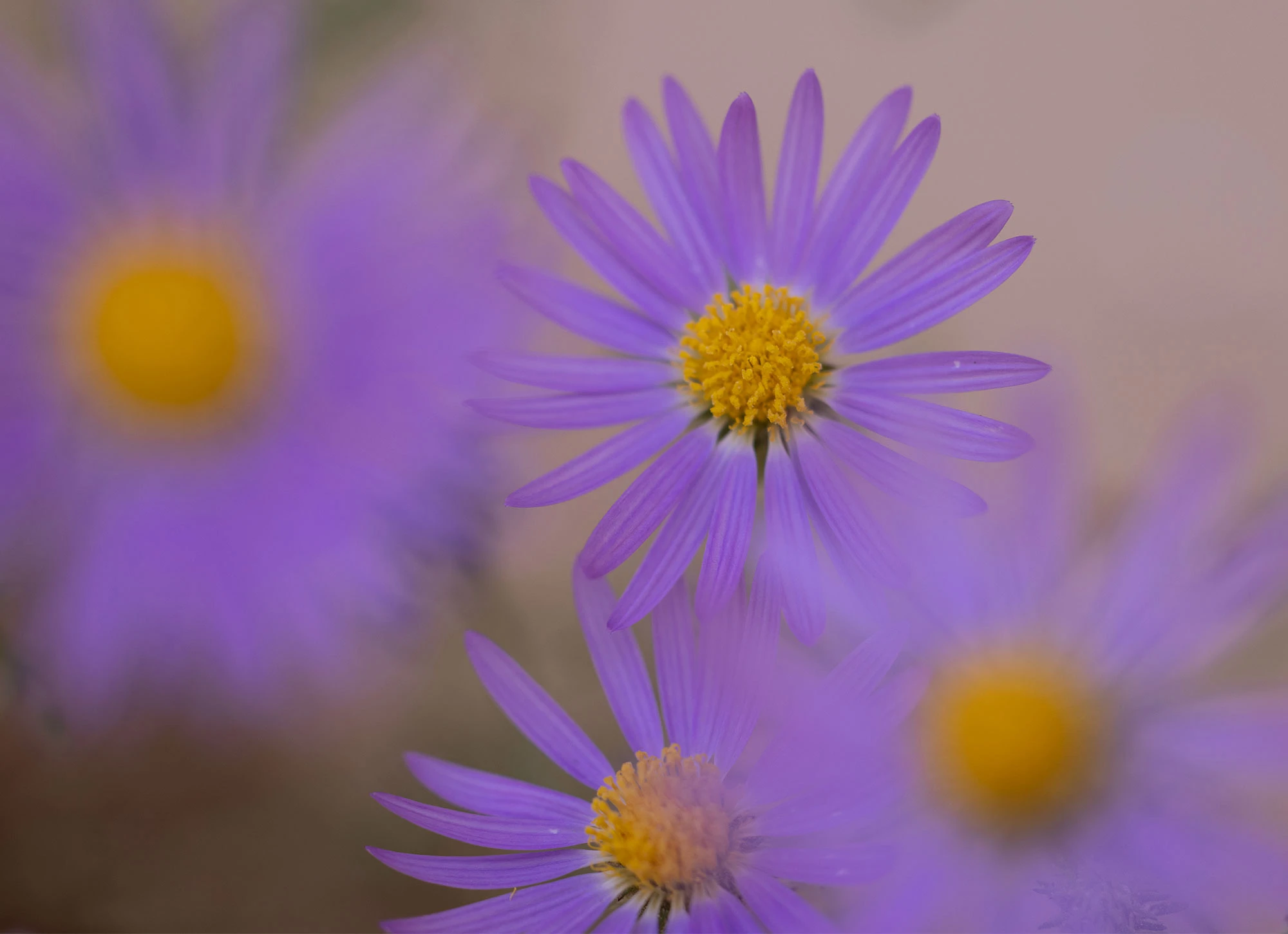 A close-up view of a vivid purple aster flower in Paria Canyon, with a bright yellow center surrounded by slender lavender petals. Several other asters blur softly into the background, creating a dreamy, painterly effect against the muted desert backdrop.