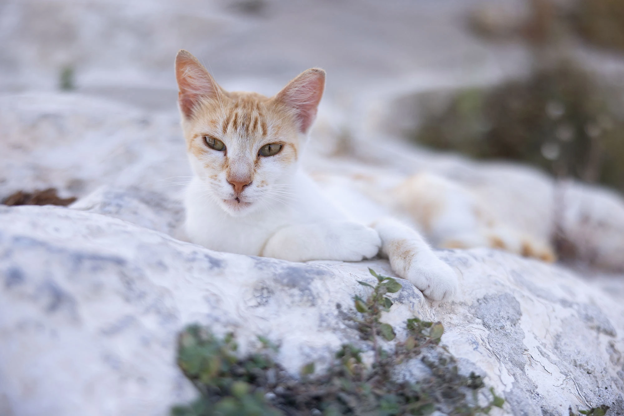 Alley cat in the village streets of Paros