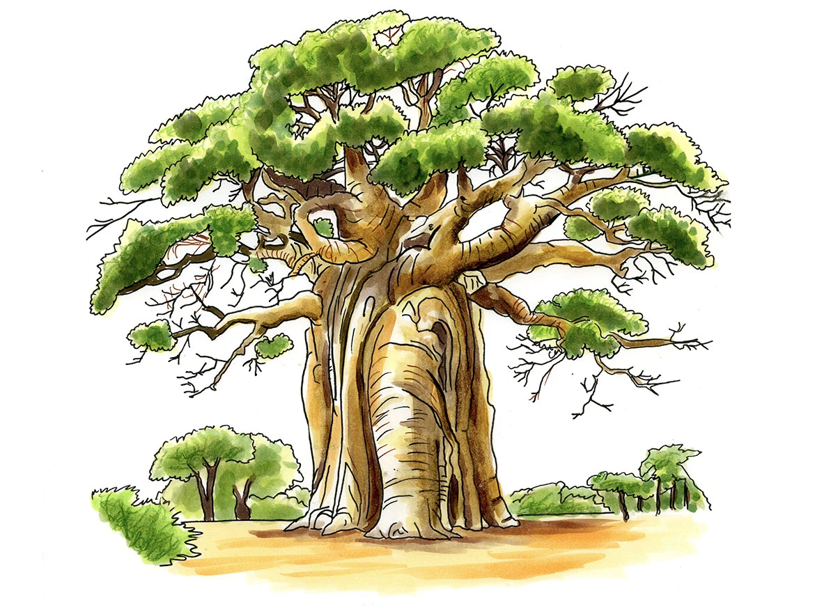 A Baobab Tree, sketched in Africa