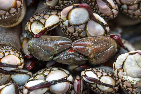 Porcelain Crab