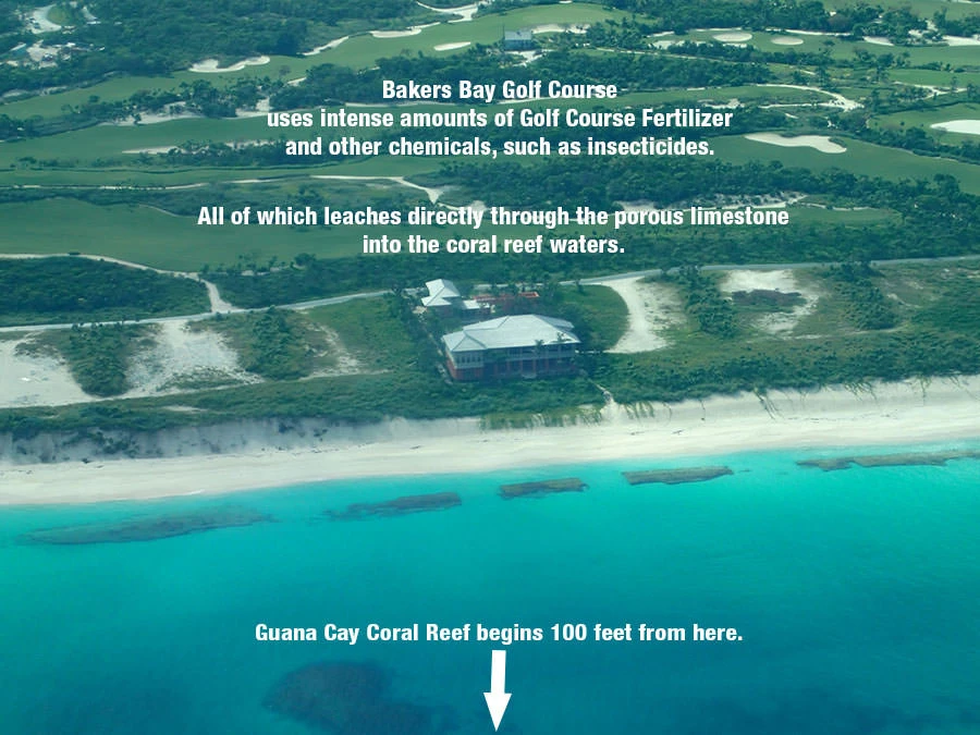 Porous Limestone at Bakers Bay