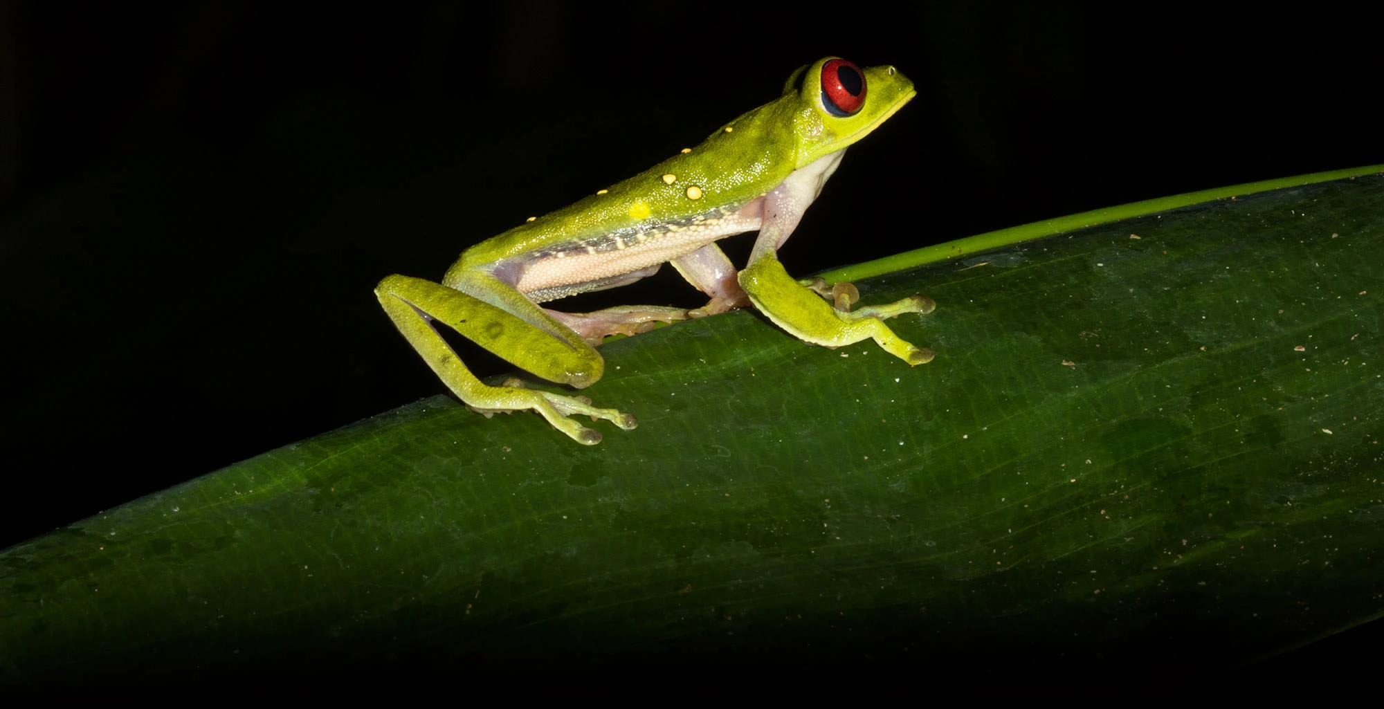 Red-eyed Leaf Frog clinging to a leaf in the rainforest of Costa Rica