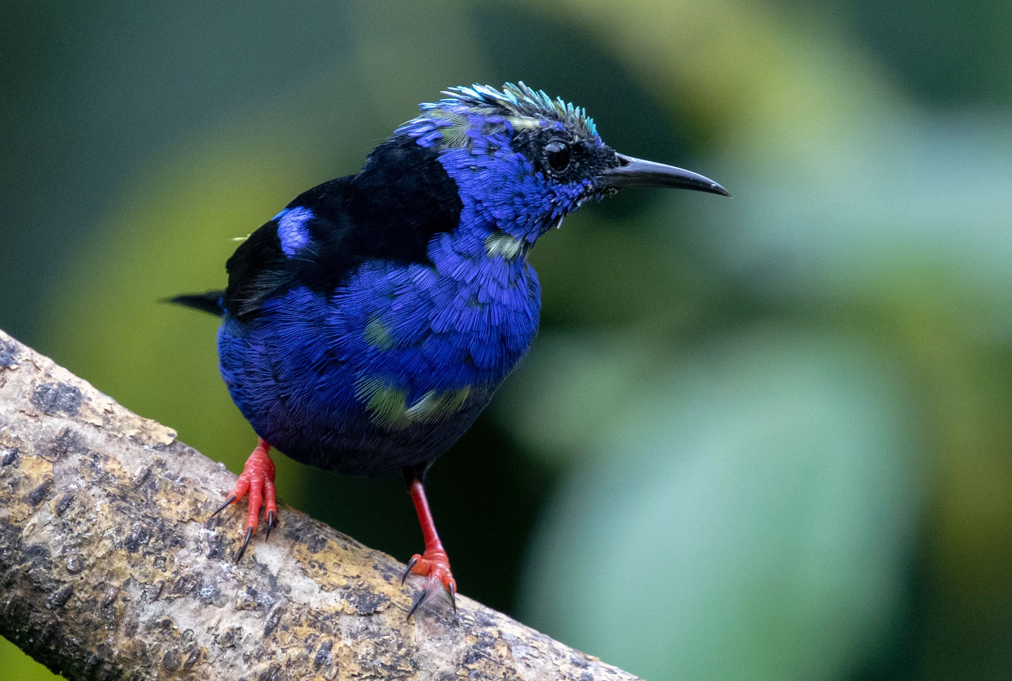 Red-legged Honeycreeper perched near Casitas Tenorio Bed and Breakfast in Costa Rica