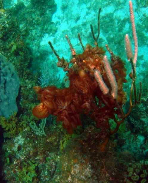 Reef smothered by Algae