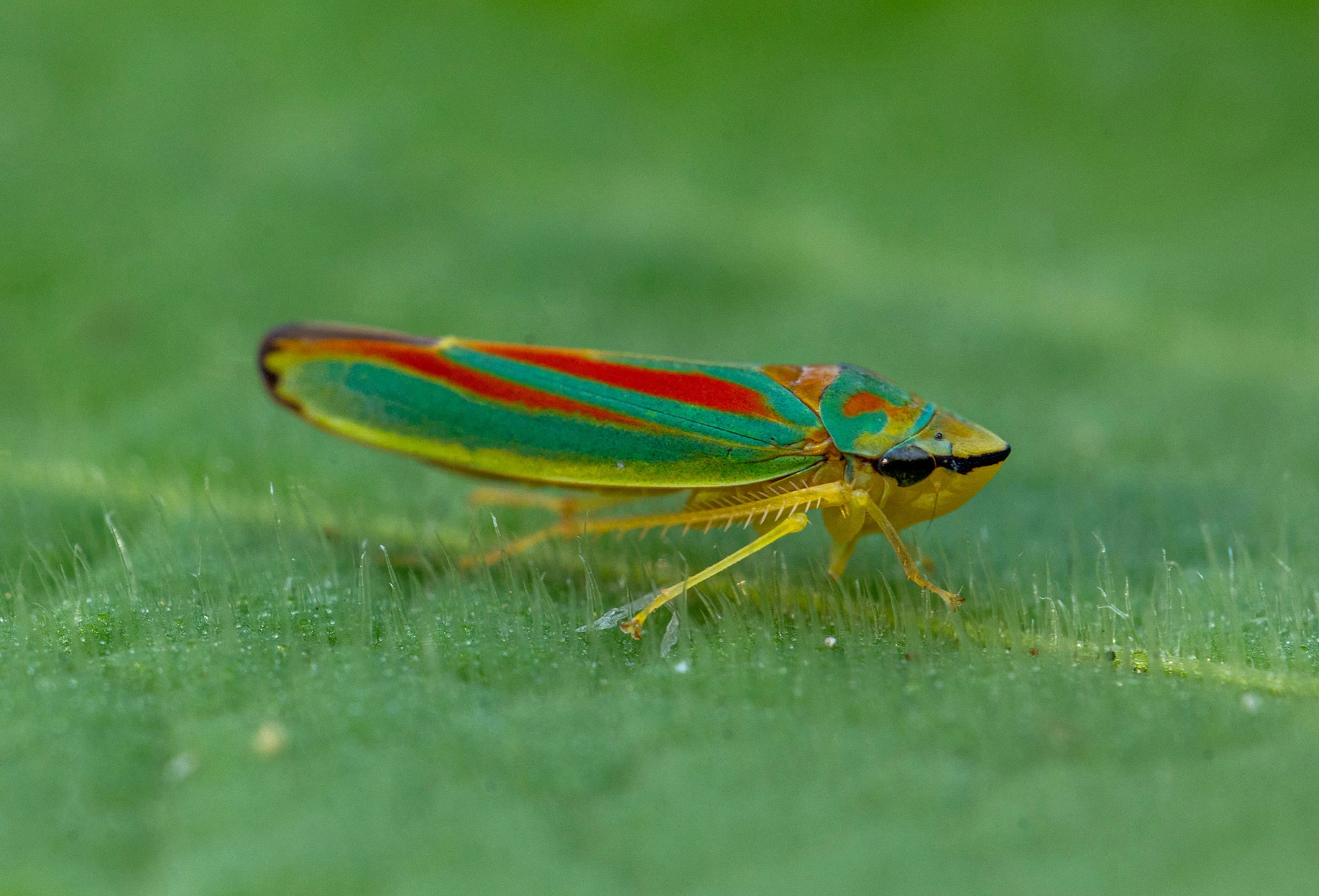 A vividly colored Rhododendron Leafhopper rests on the edge of a green leaf. Its red-and-green striped body and translucent wings shimmer in the dappled forest light, perfectly adapted for camouflage in the Pacific Northwest understory.