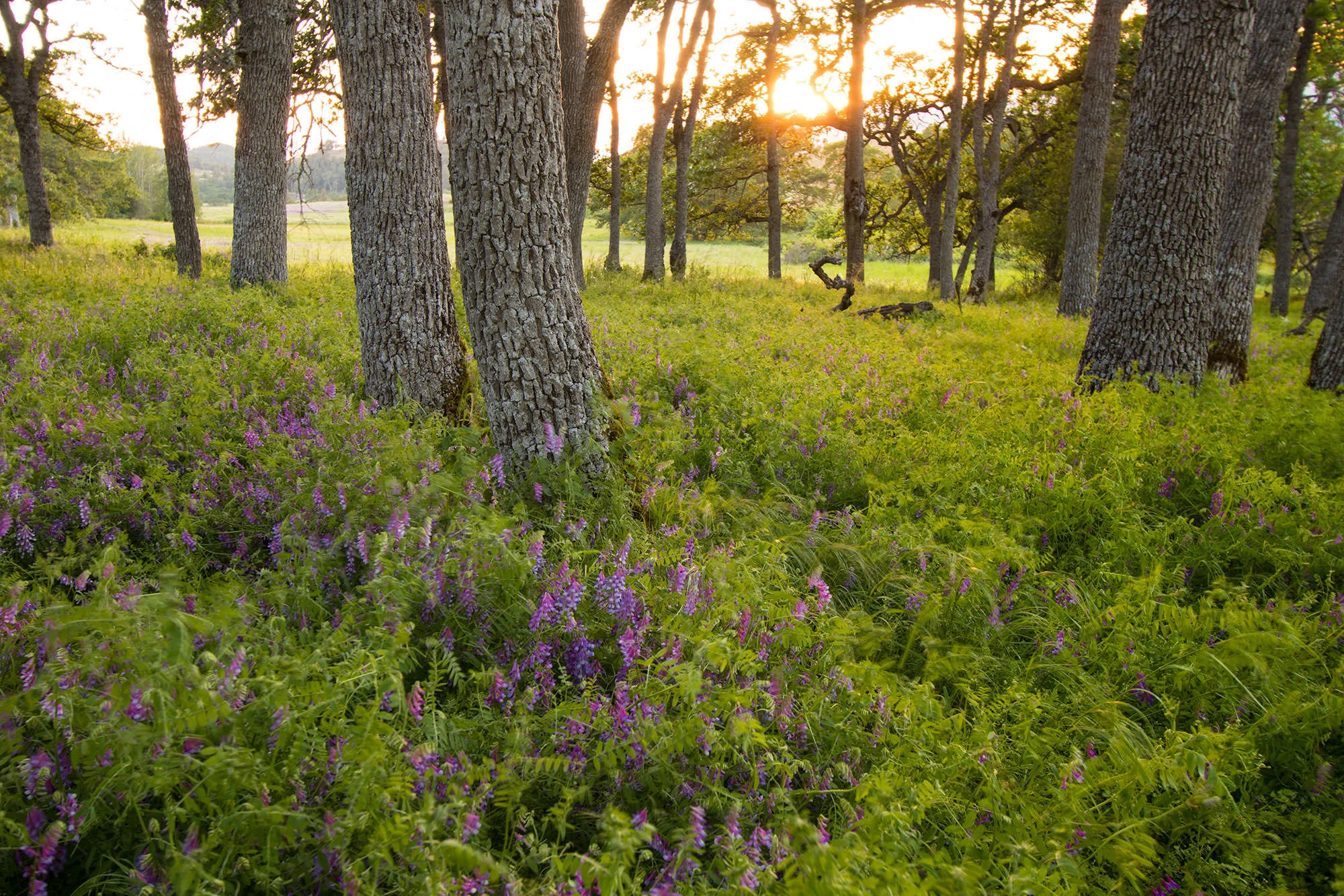 Springtime at Rowena Plateau, Oregon, where golden balsamroot and purple lupine blanket the slopes above the Columbia River Gorge. The early evening light glows on the rolling basalt cliffs and wildflower meadows, framing one of the Pacific Northwest's most iconic viewpoints of river and ridge.