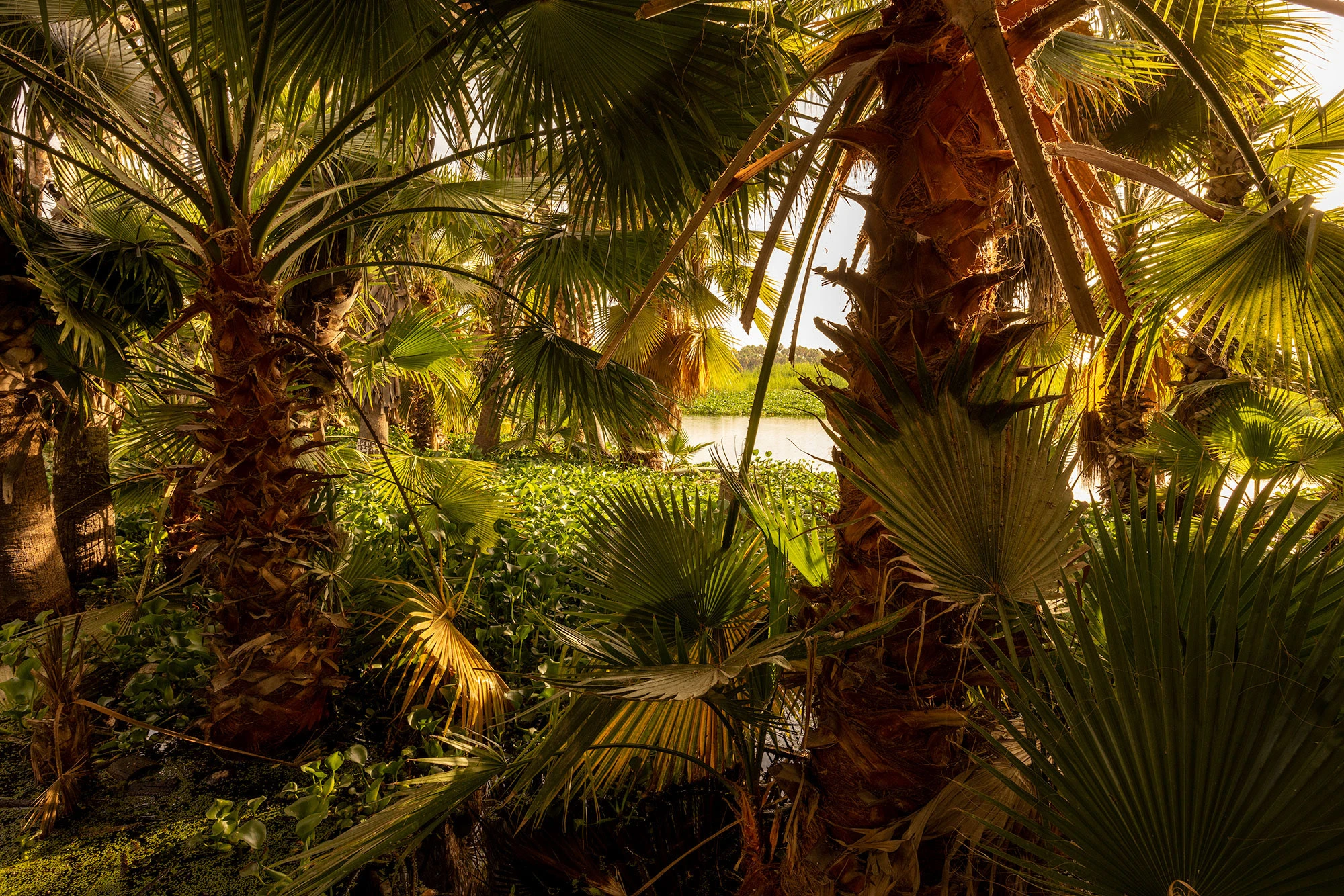 San José del Cabo Estuary