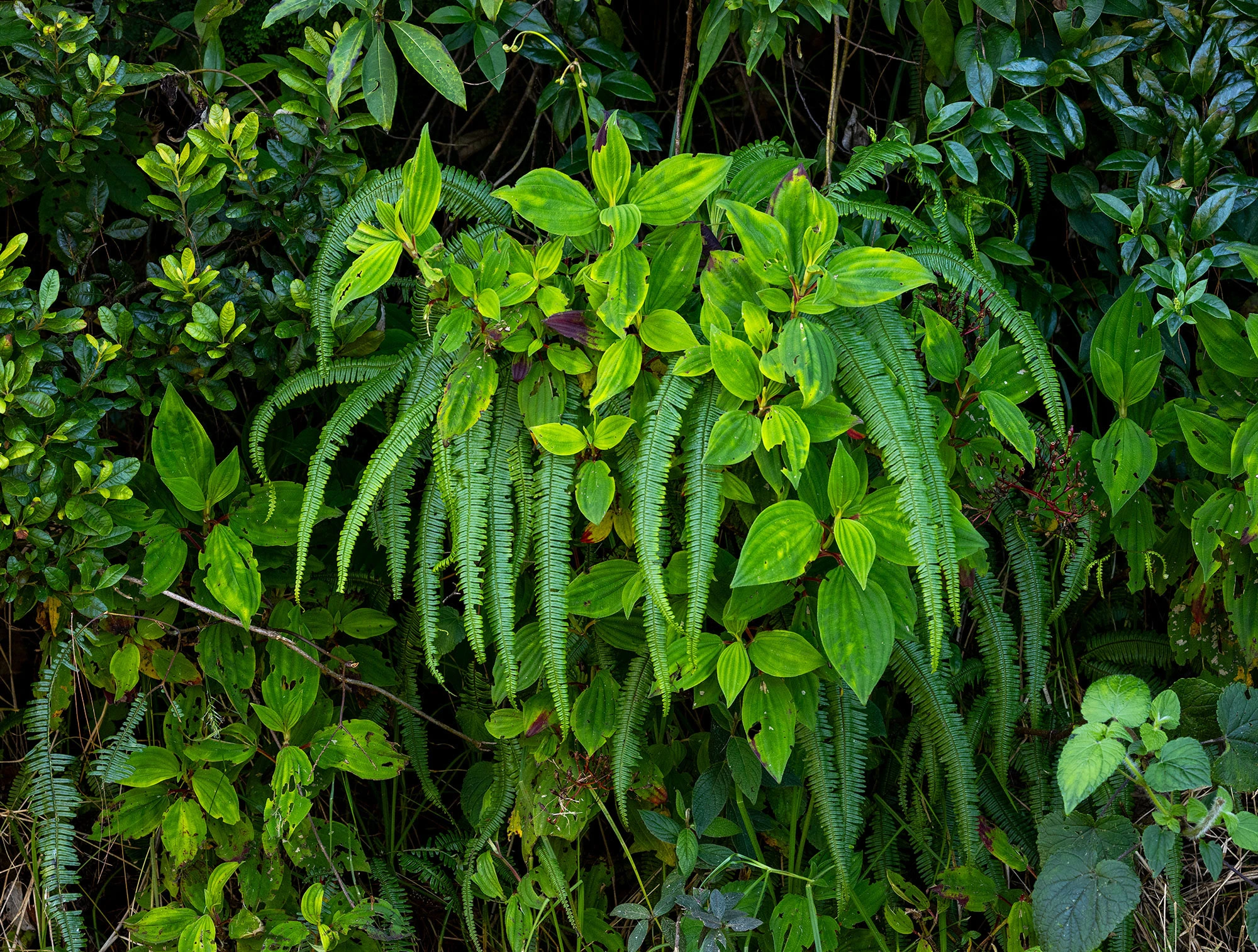 A lush tangle of leaves, mosses, and vines fills the dense understory of Colombia's Santa Marta Mountains. Sunlight filters softly through the canopy above, casting intricate shadows on the layers of thriving tropical foliage.