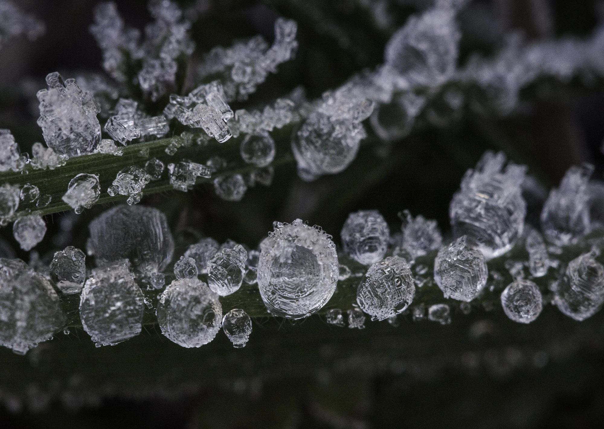 Ice on Sauvie Island, near Richard Ensign's Floating Saucer