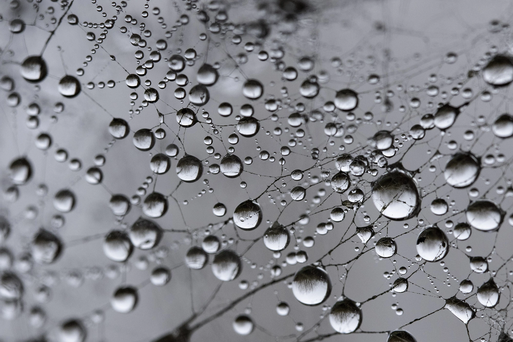 Indians foraged for Wapato in Oregon Lowlands