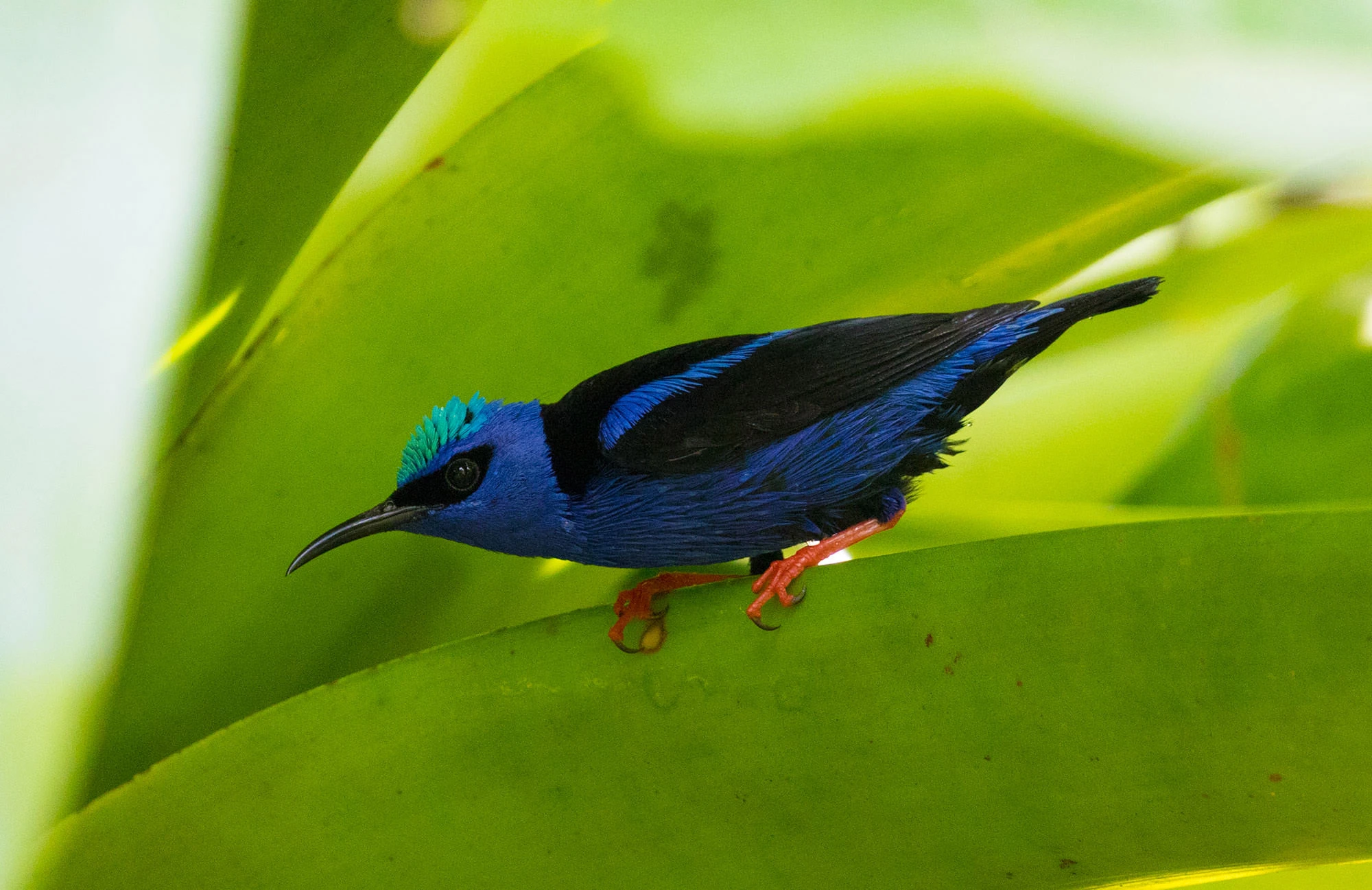 Shining Honeycreeper perched in the rainforest of Costa Rica