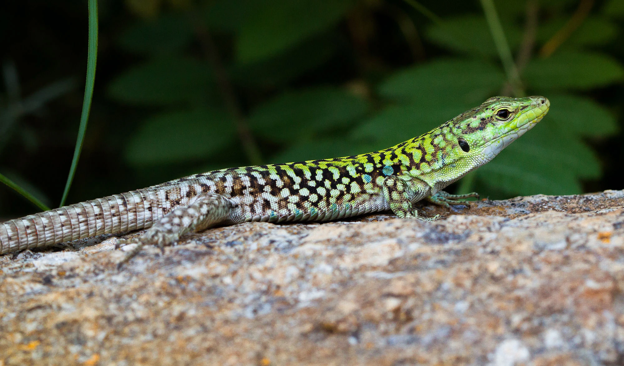 A Sicilian Wall Lizard (Podarcis waglerianus)