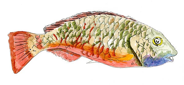 Stoplight Parrotfish