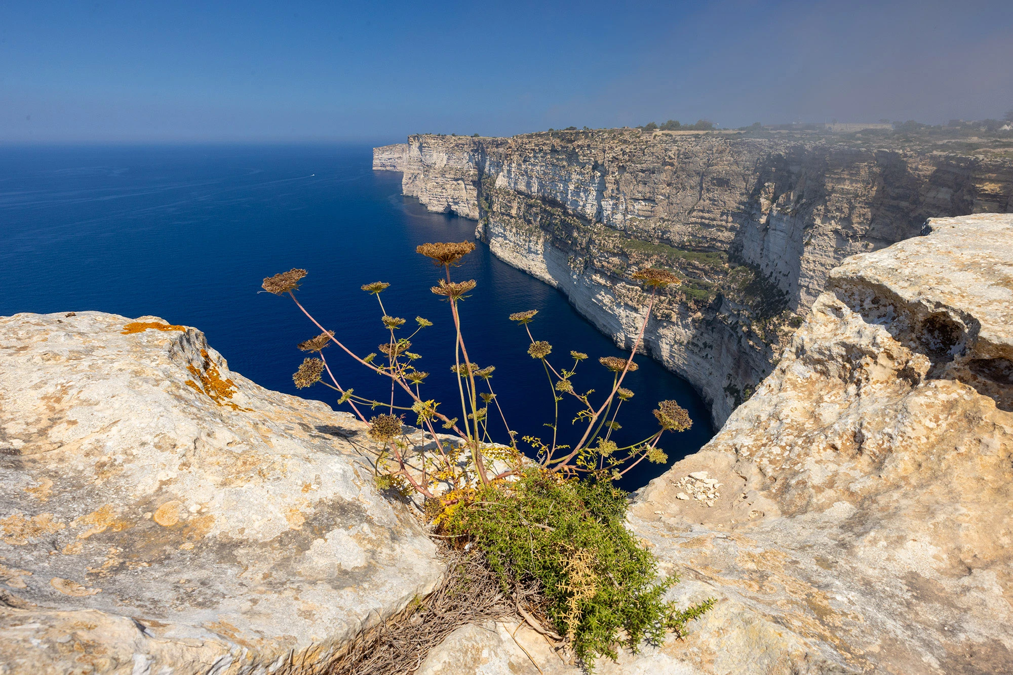 The Ta' Ċenċ cliffs on Gozo, Malta, rise sheer and pale against the deep blue of the Mediterranean Sea. In the foreground, hardy coastal plants cling to the limestone edge, while the cliffs stretch into the distance under a hazy blue sky. This wild headland, alive with seabirds and butterflies, is one of the island's last strongholds of native vegetation.