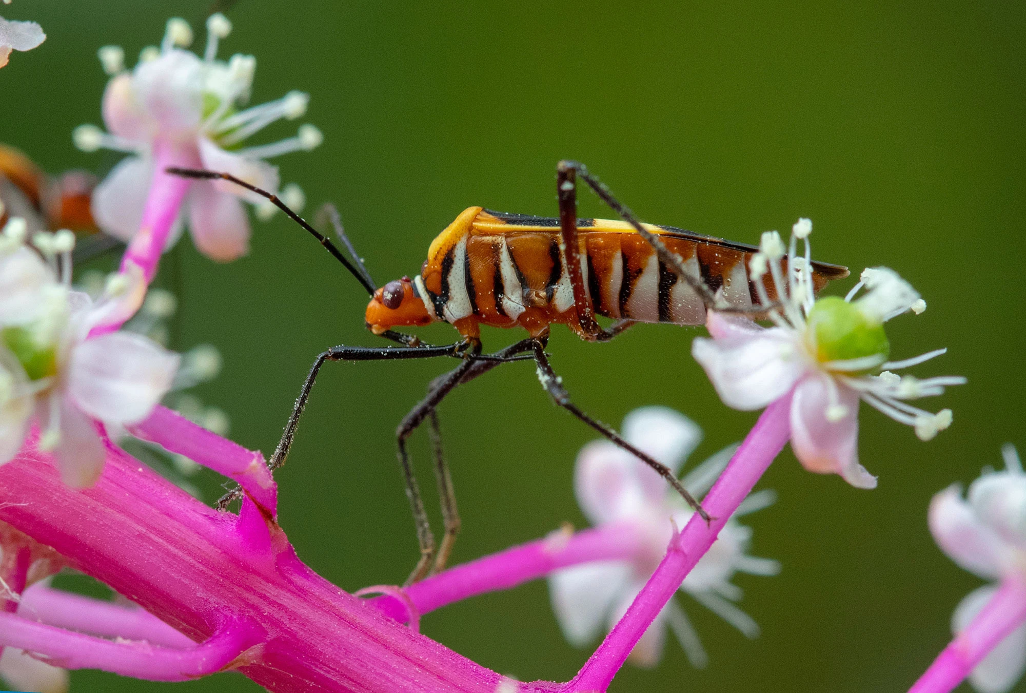 Cotton stainer bug on pokeweed in Tenorio National Park, Costa Rica
