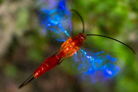 Trogus Wasp in Colombia