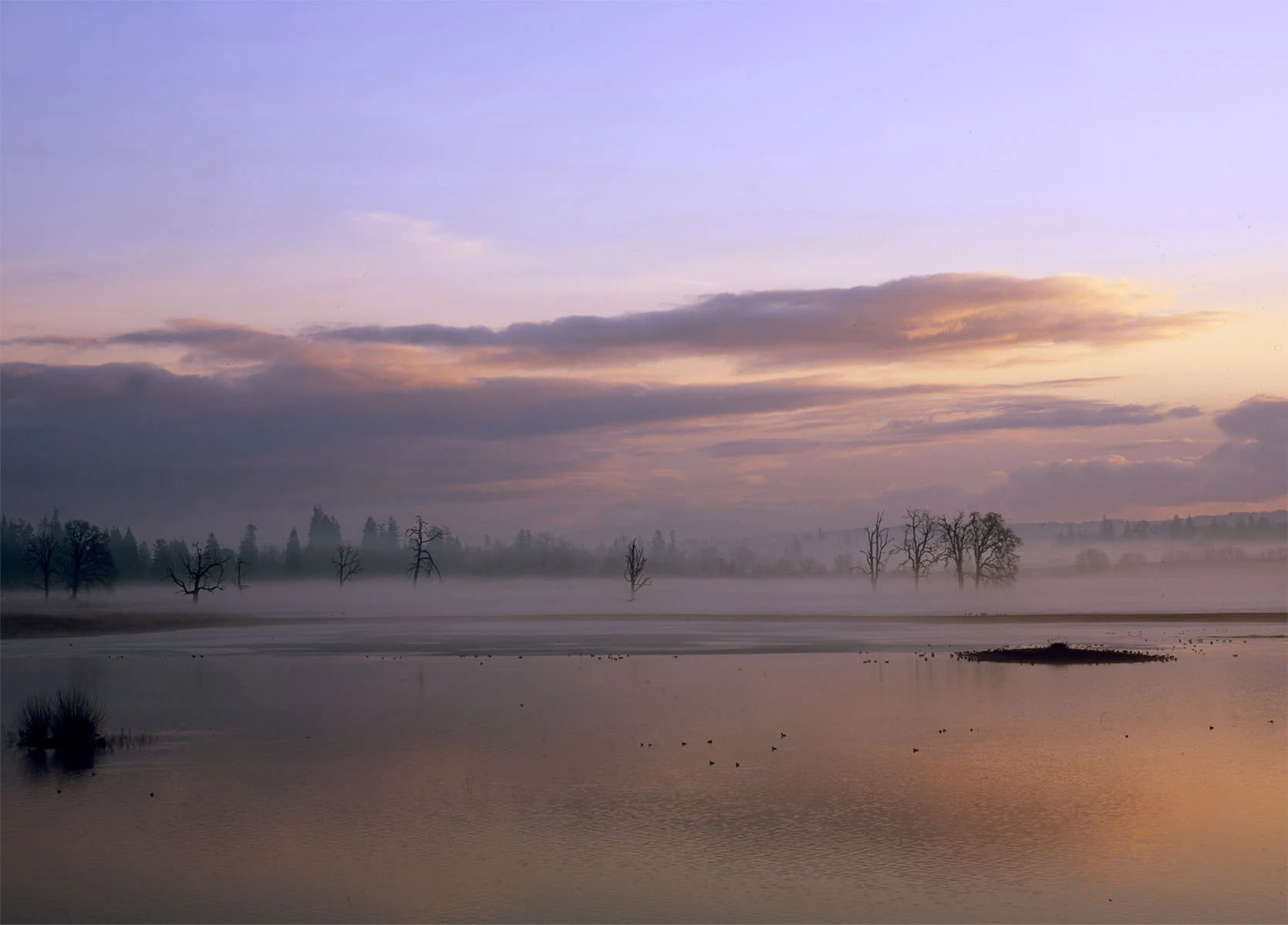 Early morning mist over wetlands at Tualatin River National Wildlife Refuge, with bare trees silhouetted against a purple and orange sunrise