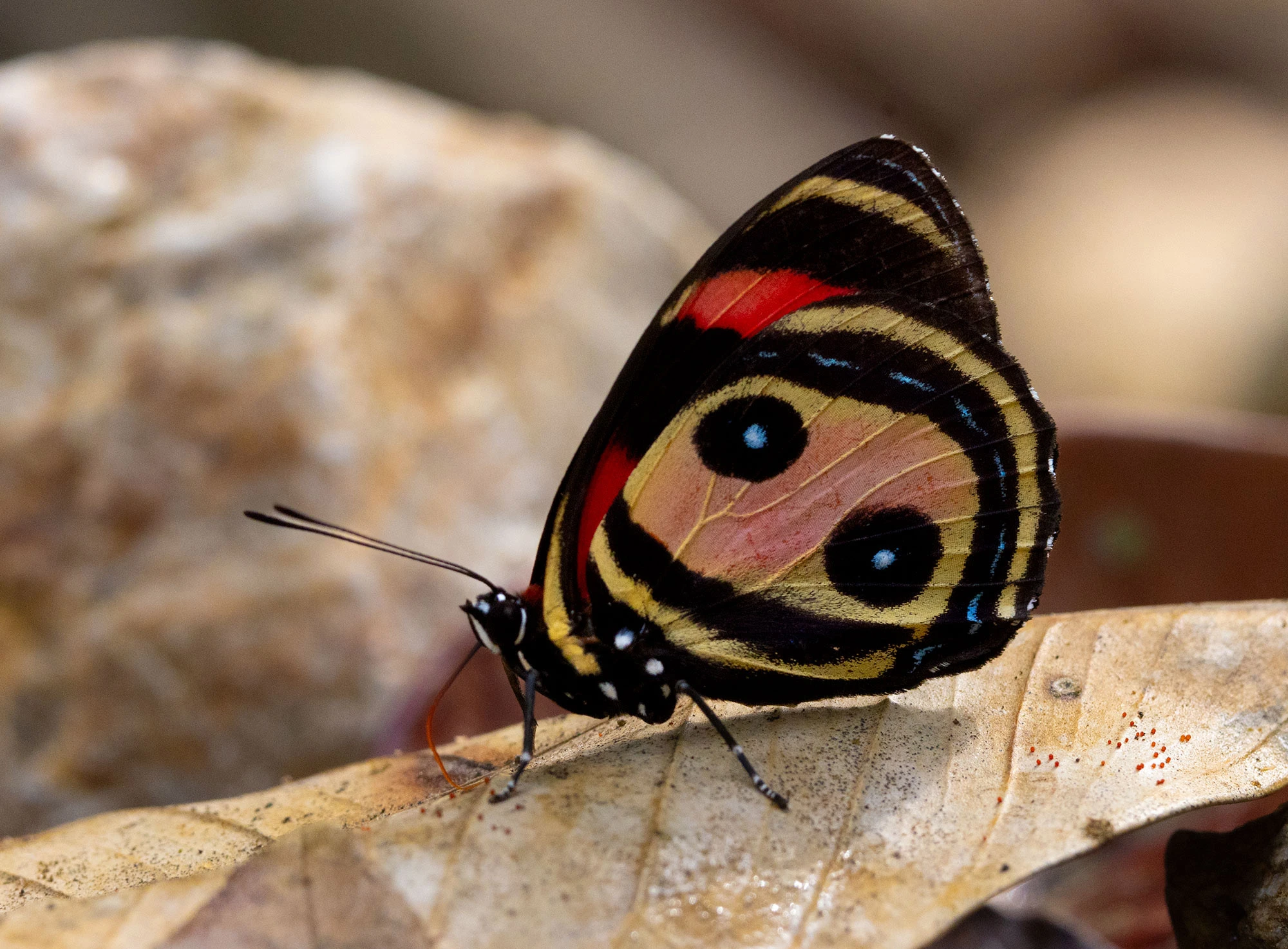 A Two-eyed Eighty-eight Butterfly rests on sun-warmed stones in the dry riverbed of the Quebrada Valencia River in Colombia. Its bold black-and-white wing pattern resembles the number 88, ringed with striking red near the lower edge.