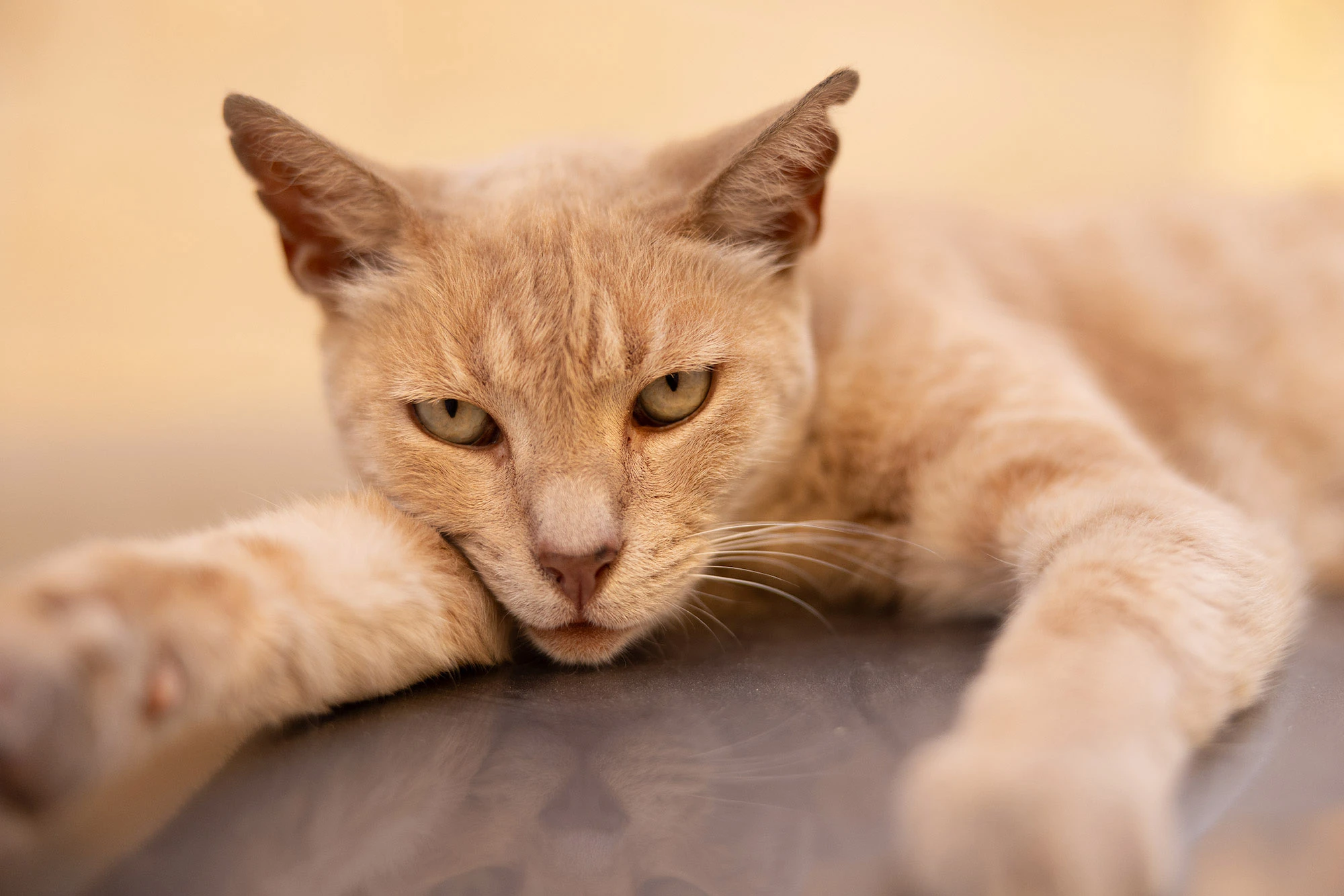 Grumpy tabby alley cat lounging on marble steps in Anafiotika, Athens, with narrowed eyes and slouched posture.