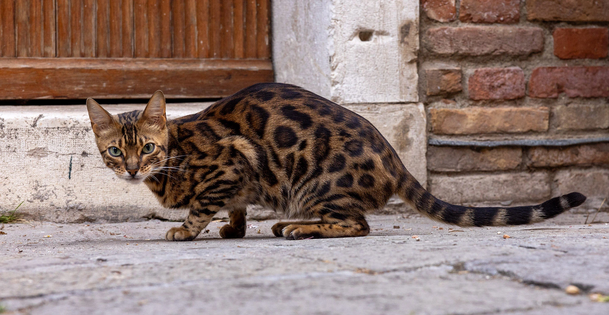 Sleek Bengal cat with a golden coat and bold rosettes prowling a quiet stone alley in Venice, Italy, near a wooden door and aged brick wall.