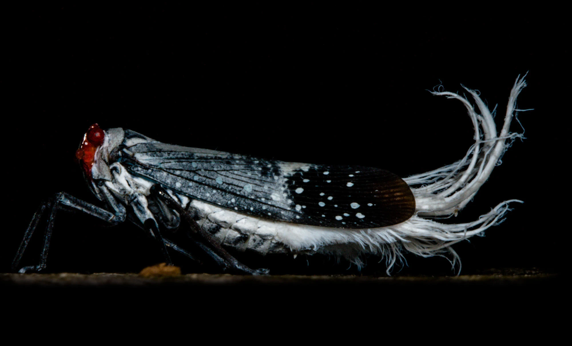 Wax-tail Hopper (Wax-tailed Planthopper) with white wax plumes near the Kapok Tower, Ecuadorian Amazon.