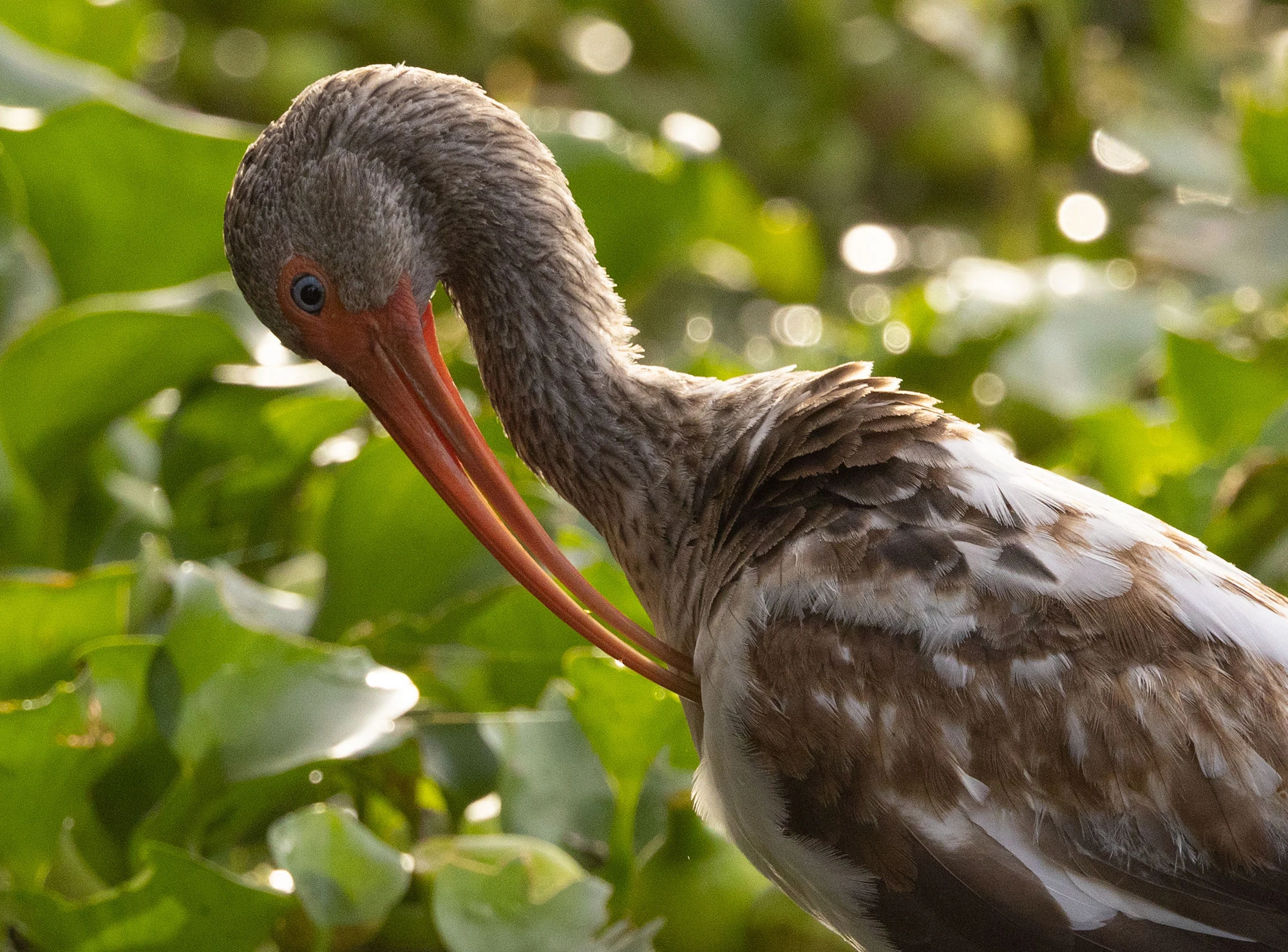 A White Ibis preening among water hyacinths in the San José del Cabo Estuary, its orange bill and soft plumage glowing in the late-afternoon light.