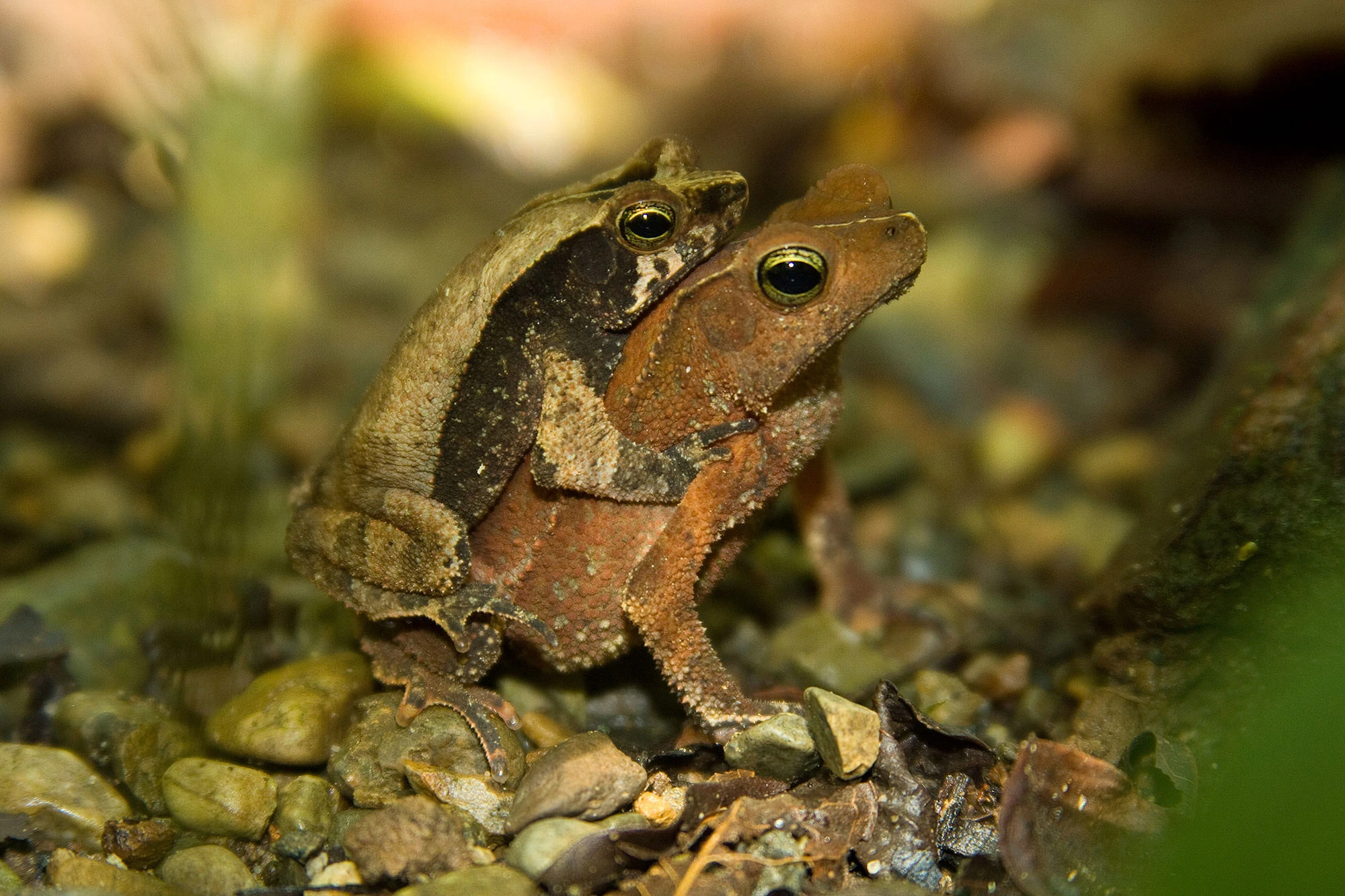 Two wood toads in amplexus on the damp forest floor of Panama's Soberanía National Park. Their mottled brown and russet skin blends with wet pebbles and leaf litter, a camouflage adapted perfectly to the rainforest understory.