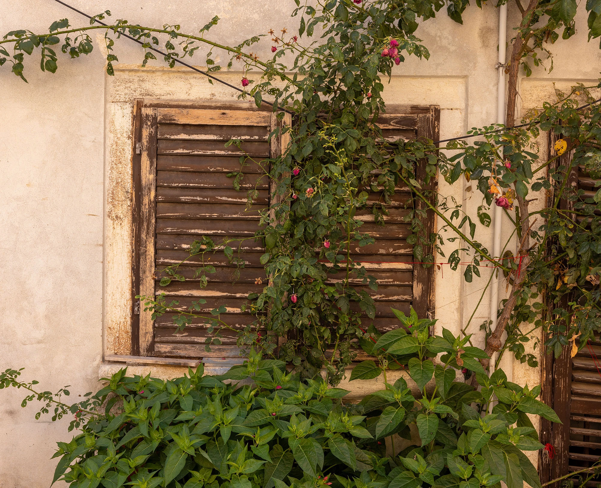 An old wooden window in Motovun, Croatia.