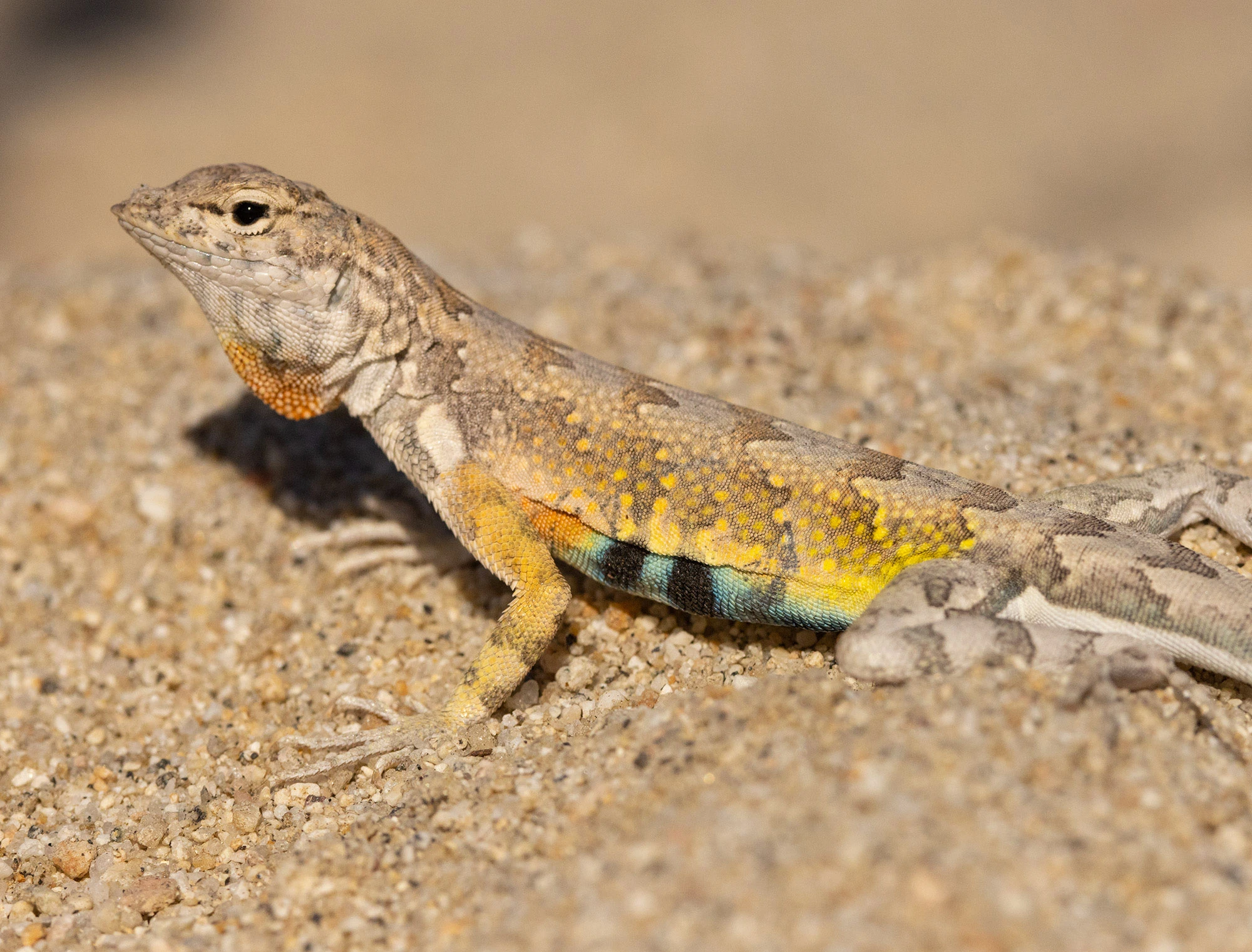 Zebra-tailed Lizard basking on warm sand at the San José del Cabo Estuary, its flanks glowing with yellow and turquoise hues that blend with the desert light.